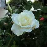 Corte Delle Rose 4*