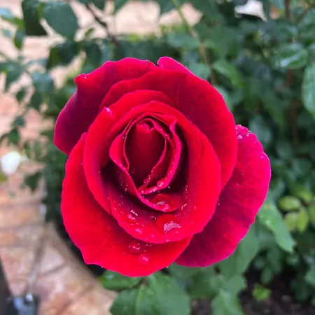Bed & Breakfast Corte Delle Rose *