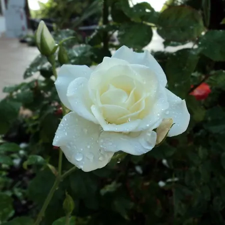 Corte Delle Rose 4*